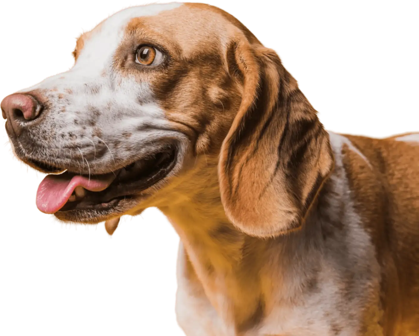 A close up of a dog with its tongue out.