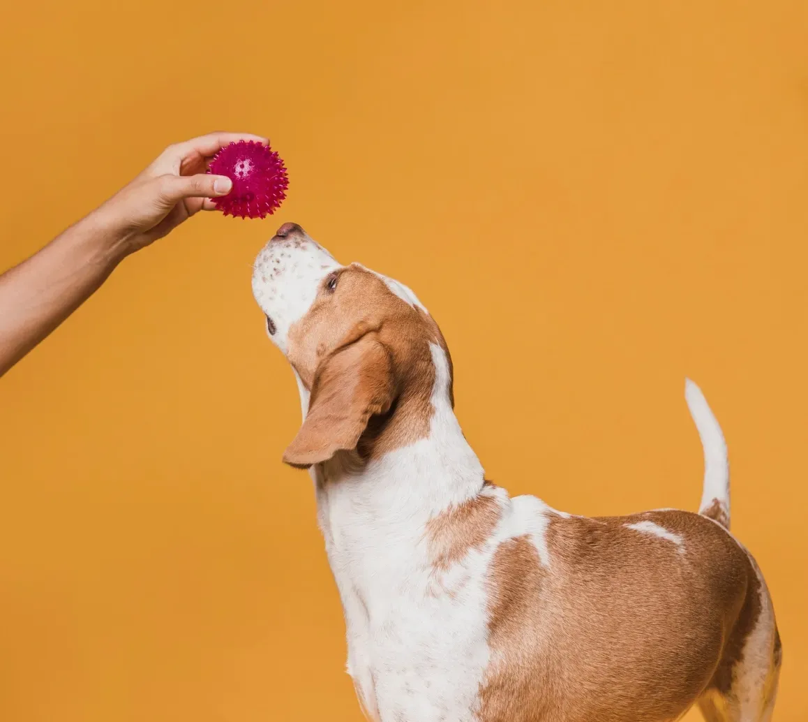 A dog playing with a red toy in its mouth.